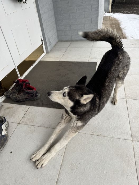 Найдена хаски, кабель