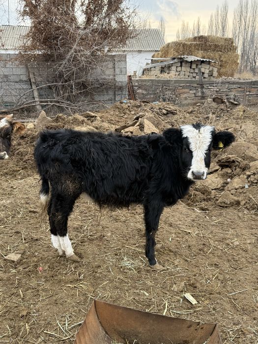 Бычки подсосы бұқа бұзау бык