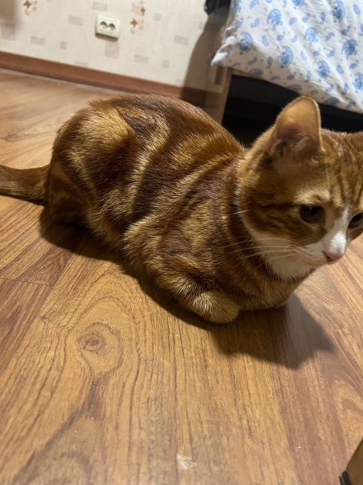 Кошка порода(Шиншила)