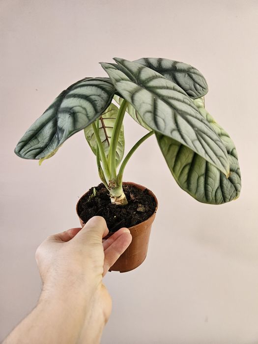 Алоказия Сильвер Дракон