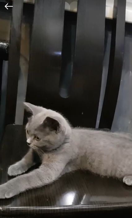 Шотландские мальчики 3мес