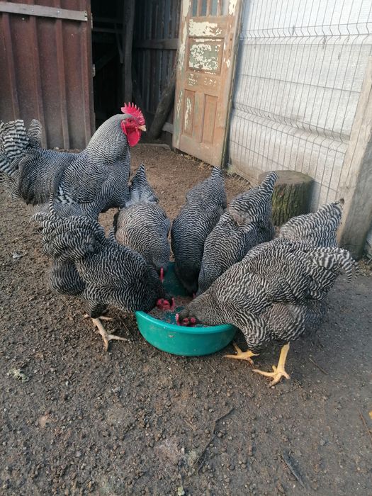 Oua de încubat plymouth rock barat sau familie 6+1