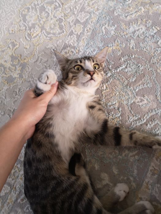 Котенок мальчик 2мес