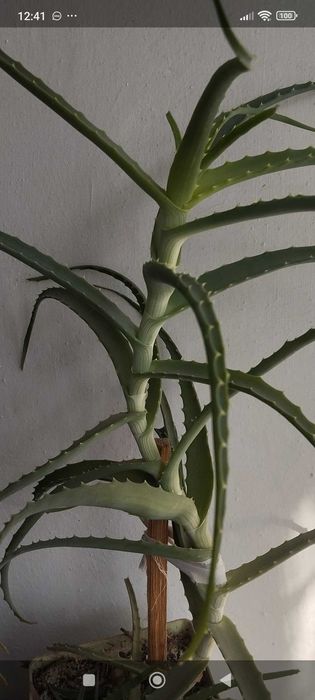 Алоэ район ЖД вокзал