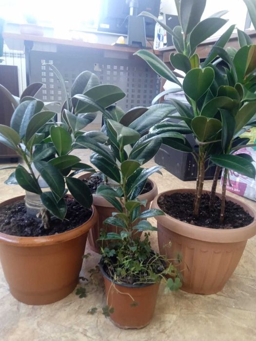 Шикарные фикусы!