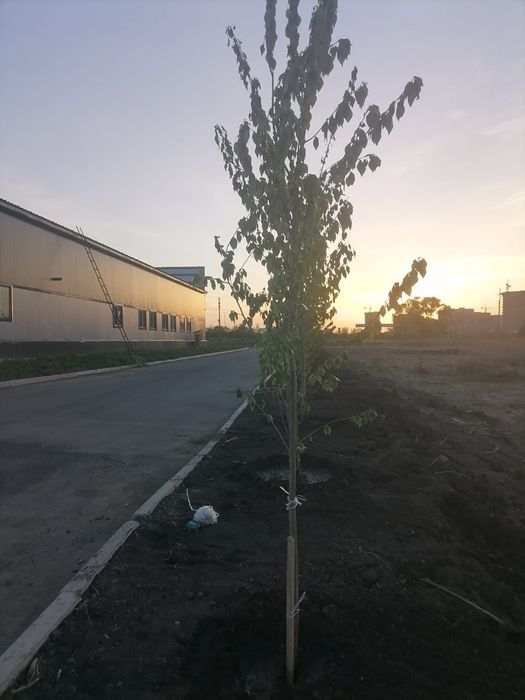 Тополь пирамидальный