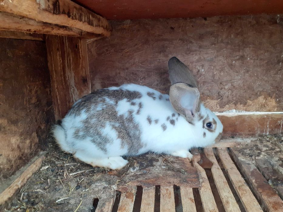 Vand sau schimb iepuri