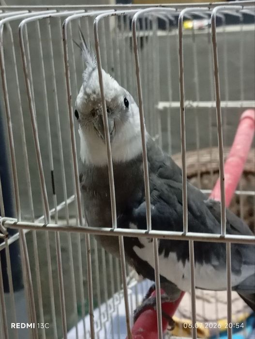 Karella papugay qushi
