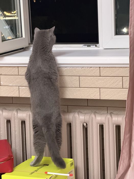 Отдам в добрые любящие руки