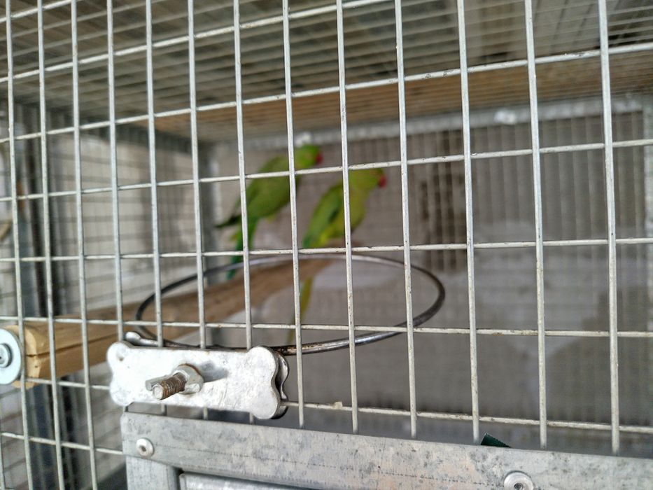 Продается попугай