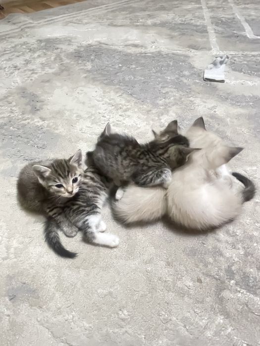 Котята в добрые руки