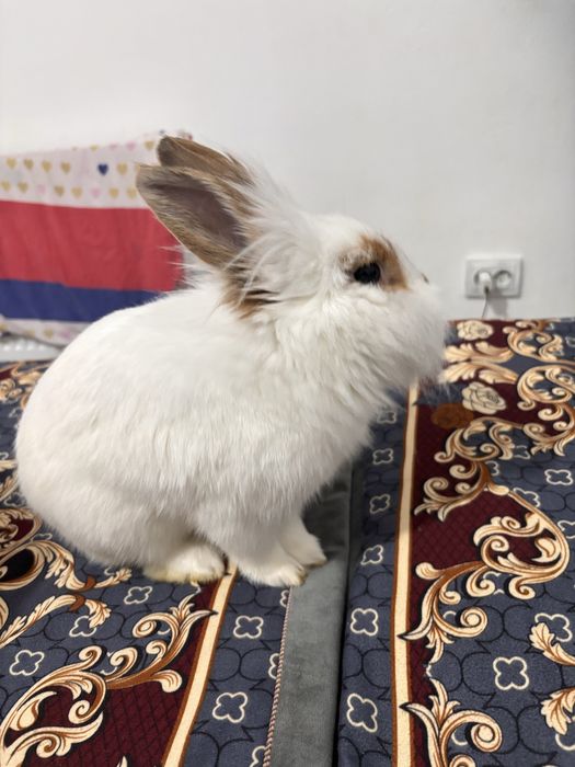 Кролик с едой с клеткой и тд