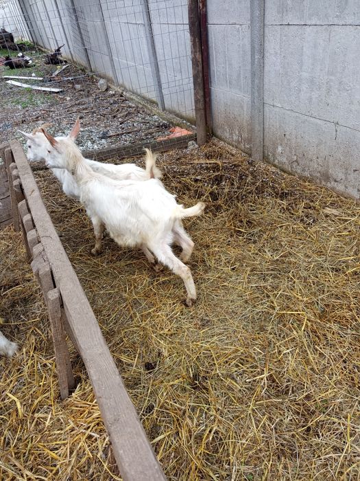 Vând iede de anul trecut și capre