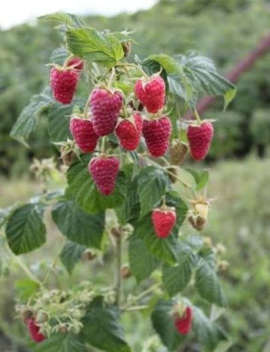 Продавам!! Расат Ягоди! Малини!