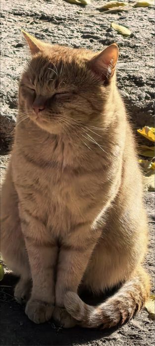 Кот Бусик в добрые руки