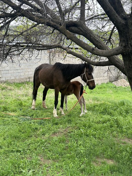 Лошад бие кулынмен