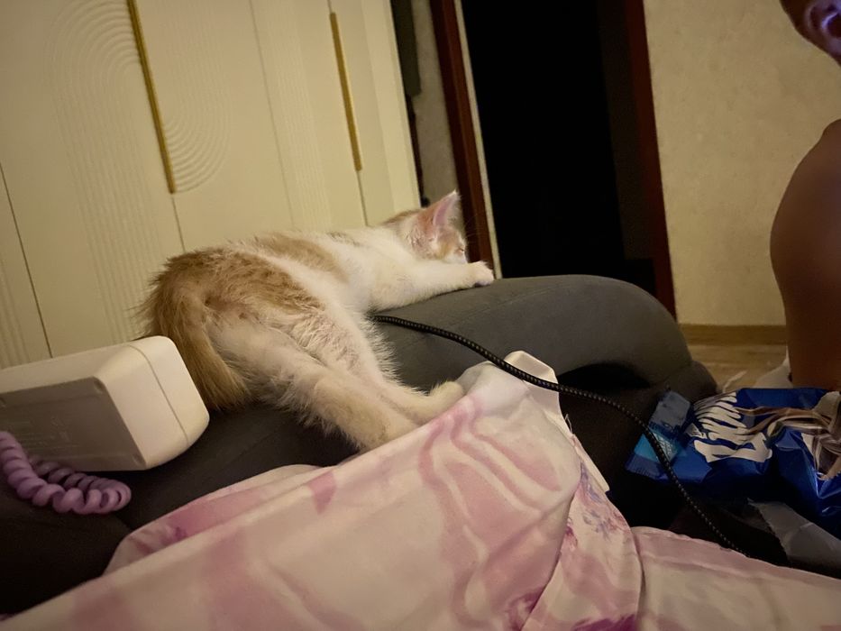 отдам кота в добрые руки