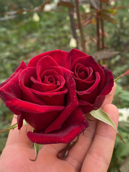 Atirgul ko'chatllari sotamiz har xil sortllaridan