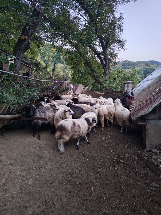 Vând oi bune de tinut