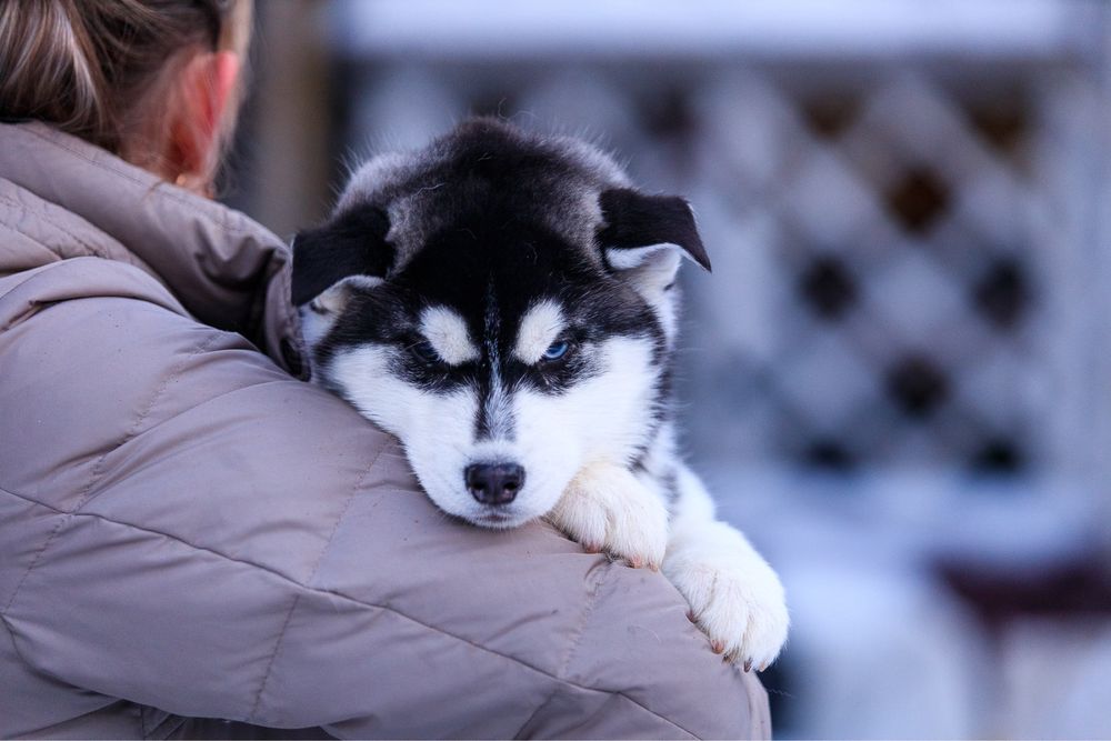 Девочка и Мальчик породы Сибирский Хаски щенки
