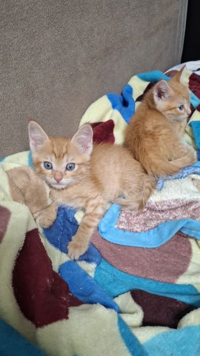 Срочно Отдам в Дар котят