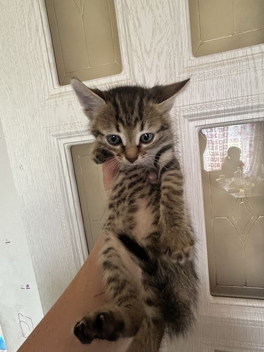 Отдам котят в добрые руки