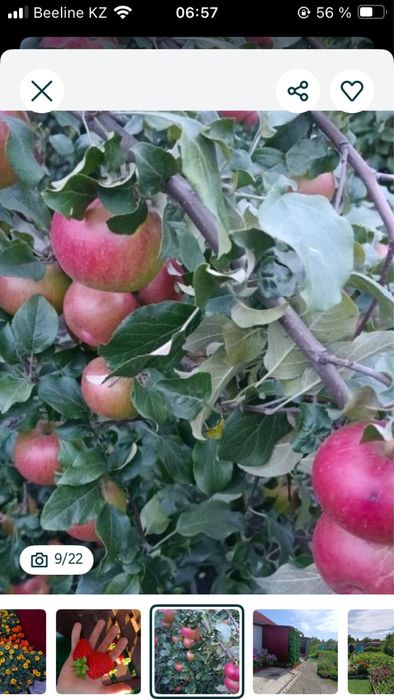 Продам дачу в Новопавловке