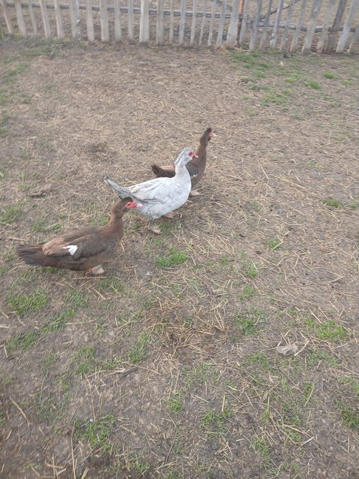 Familie rațe leșești ( mute) 2+1