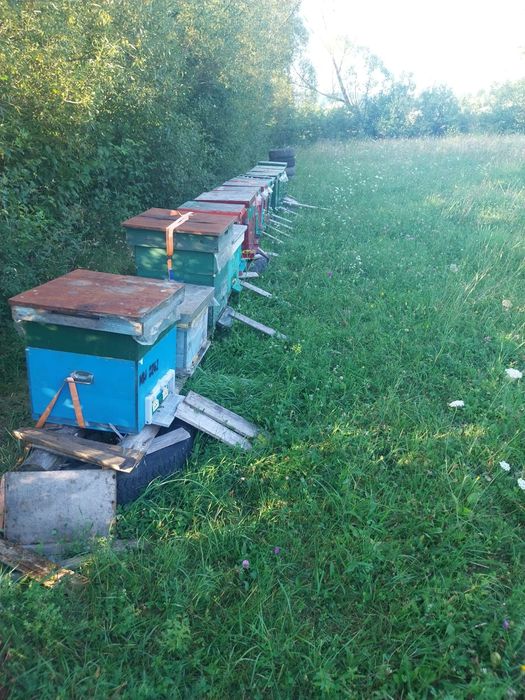 Vând 14 famili de albine foarte bune. CU SAU FĂRĂ LADĂ...AM 10 LĂZI PE 10 RAME CU 2 MAGAZII PE FIECARE.MAI  MULTE DETALI LA NR 0748788750.