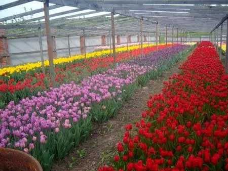 Тюльпан цветы тюльпан