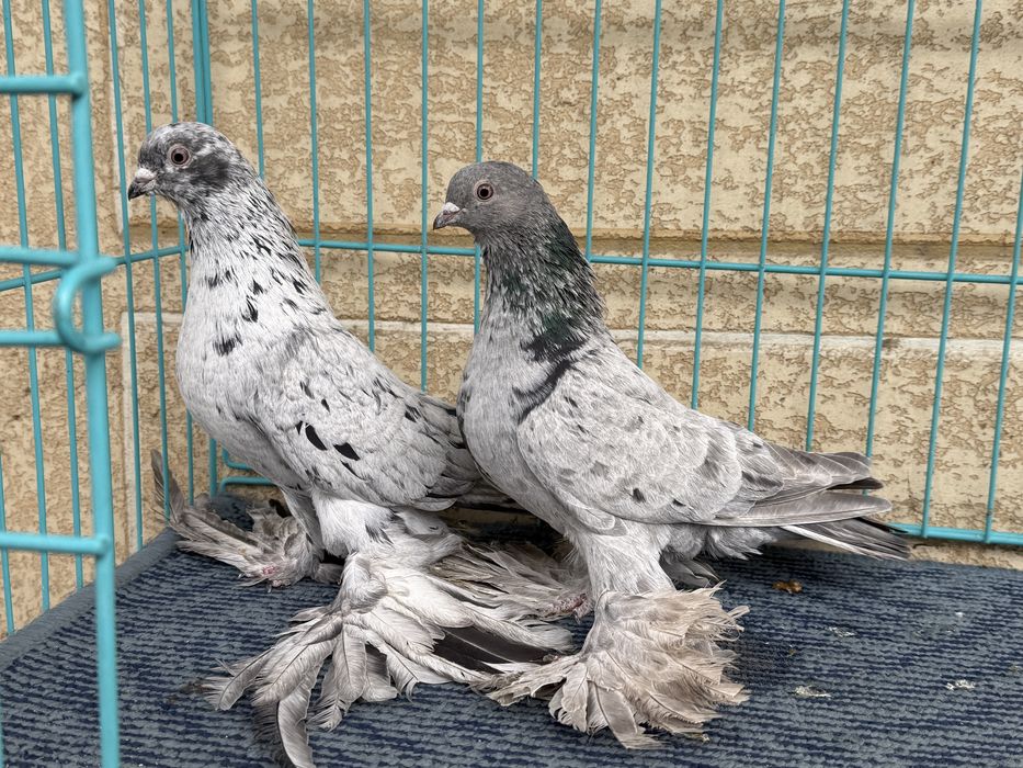 Челкари пара молодые