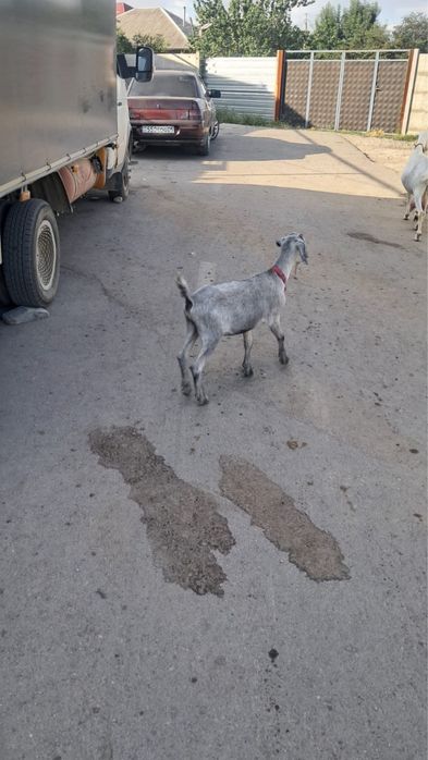 Продам козлят срочно