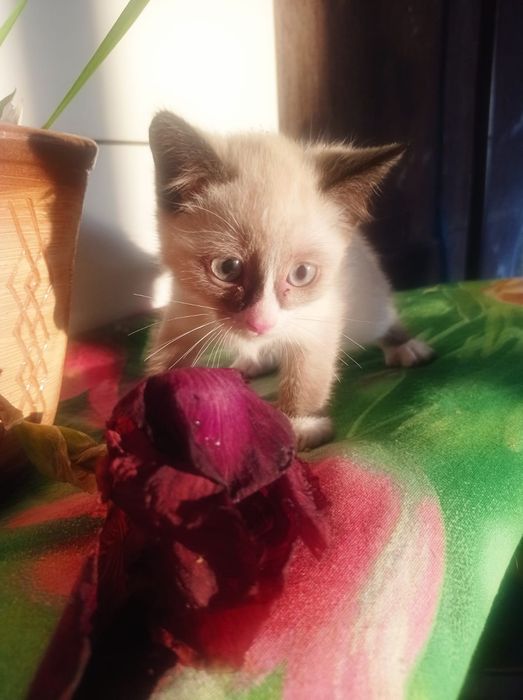 Котята в хорошие руки