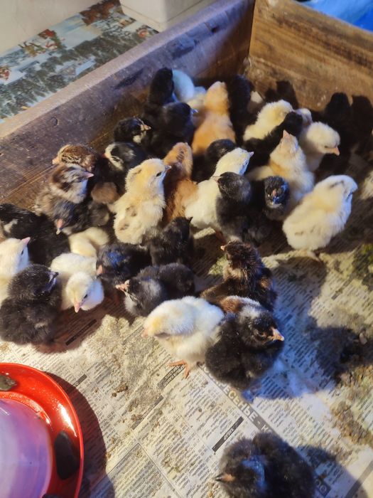 Продам домашних цыплят