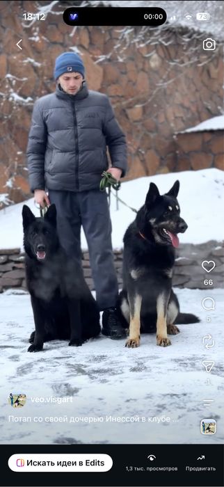 Щенки вео из питомника