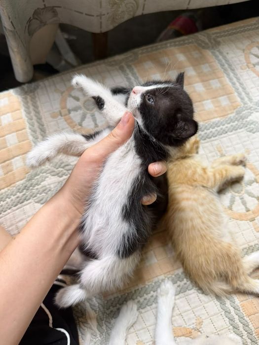 Отдам в хорошие руки