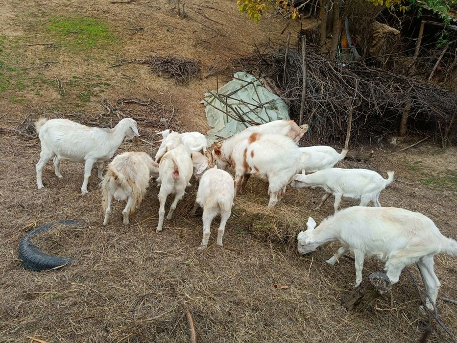 Vând capre sau schimb