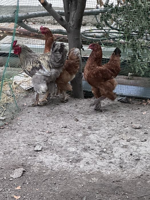 Tovuqlar joʻjalari bilan va maxsus yasalgan katak kalitkasi sotiladi.