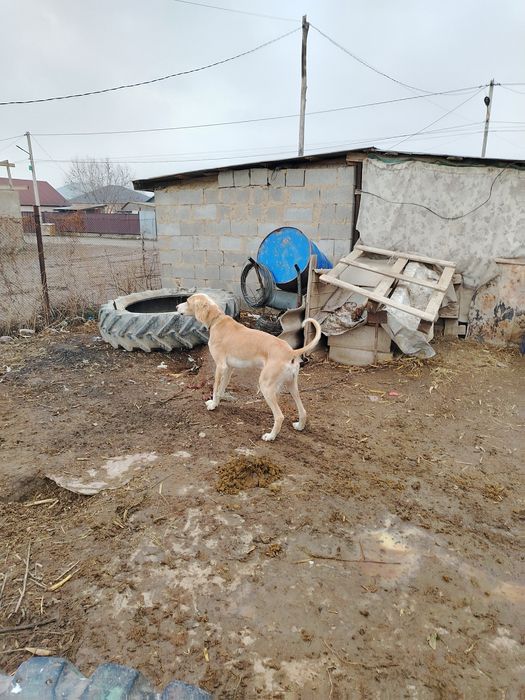 Тазы ит сатылады