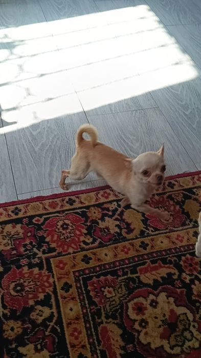 Вязка мини Чихуахуа