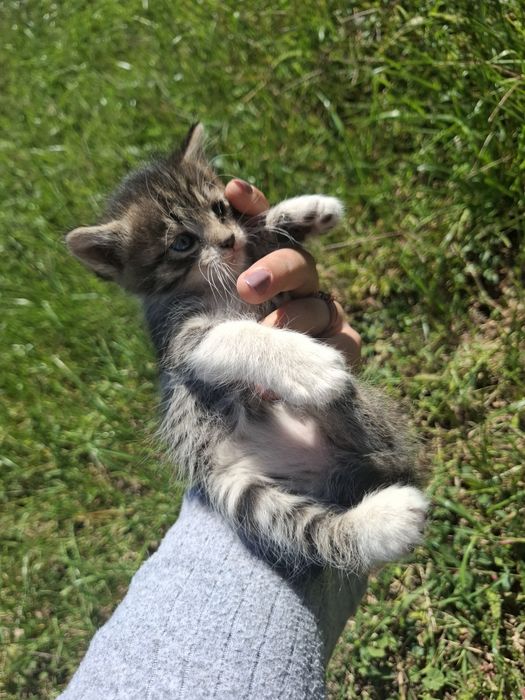 Отдам котят бесплатно