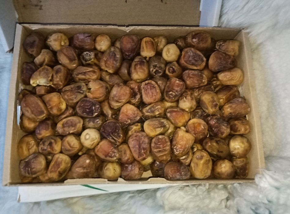 Суккари элитный сорт медовых фиников