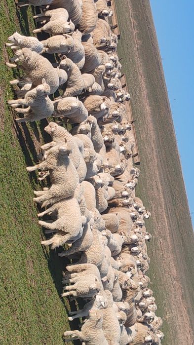 Vând 100 de oi cu miei pe ales dintr-un efectiv de 150