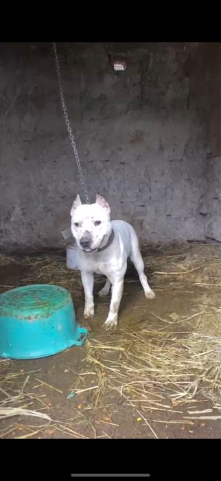 Жақсы ит адамға тиспиді