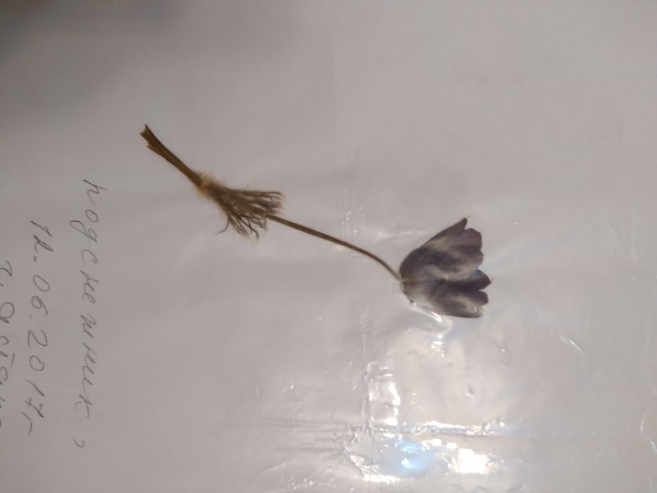 Гербарий разного вида