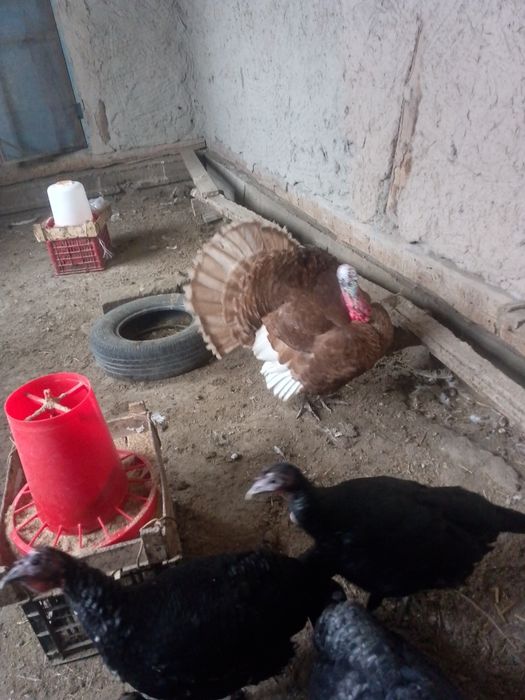 Kurkalar sotiladi 4ta moda 4ta xurozi narxi  400 modalari 500 narlari