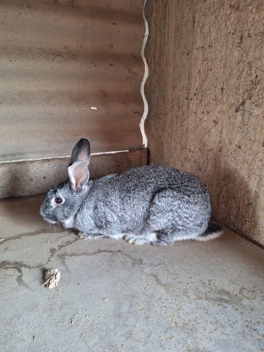 Самка кролчиха  покрытая