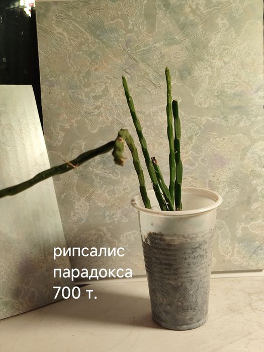 Комнатные, красивые цветы