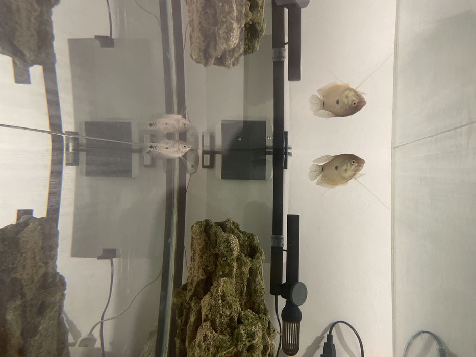 Гурами Рыбки здоровые