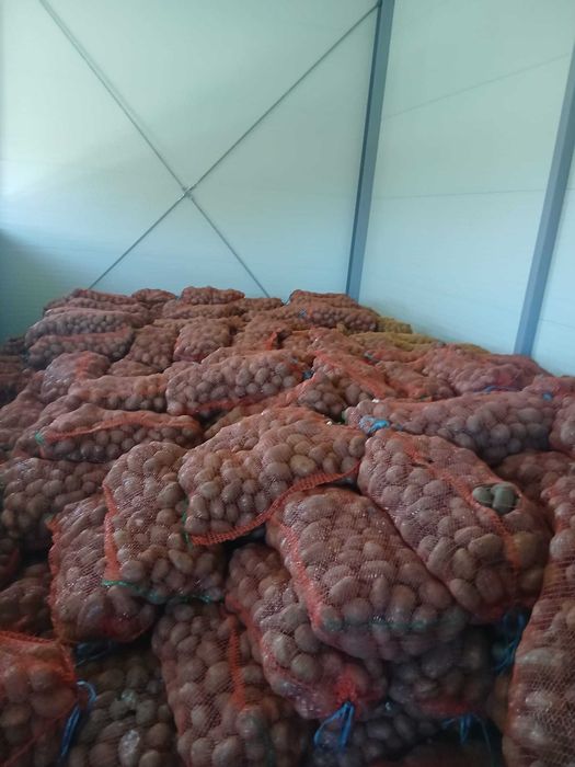 Cartofi consum si samanta